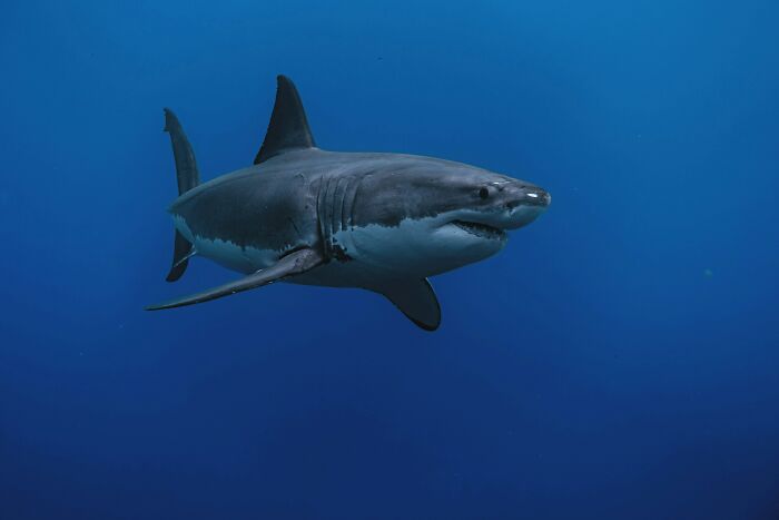 Wait, They Actually Asked Non-Americans These Weird American Questions?