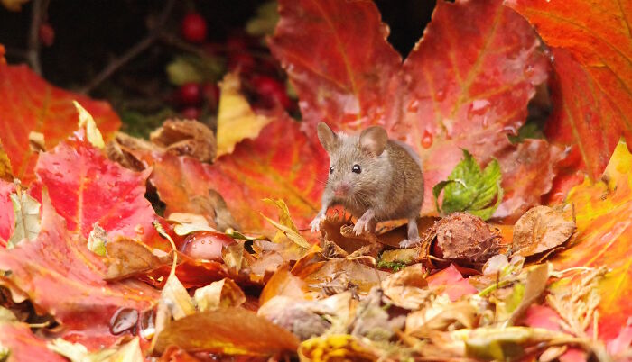 Tiny Mouse, Big Fall Vibes