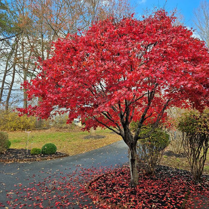 Leaves So Bright, They Could Be Candy