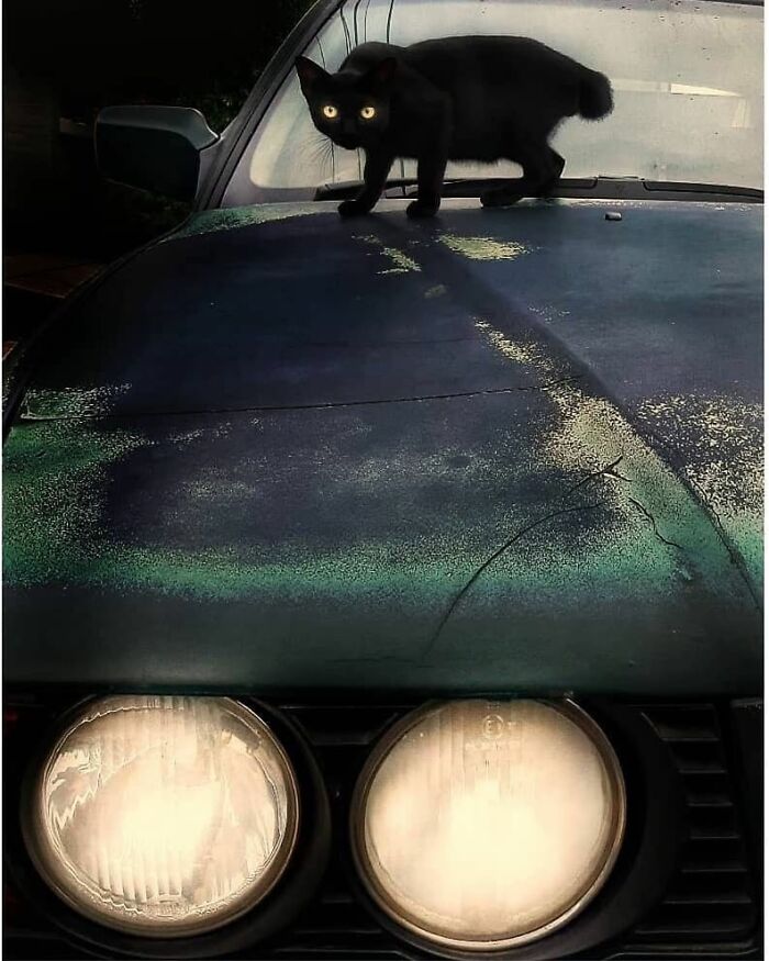 25 Animal Photos That Will Totally Crack You Up (Nature’s Comedy Show!)