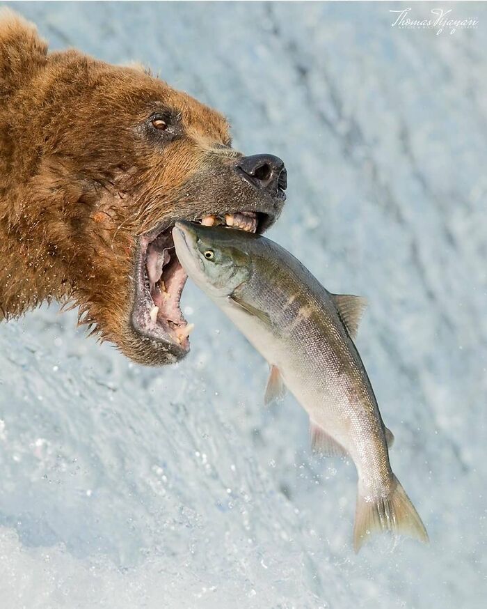 25 Animal Photos That Will Totally Crack You Up (Nature’s Comedy Show!)