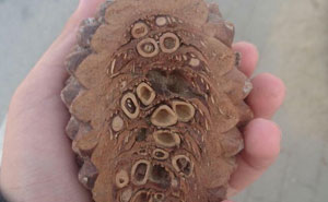 Peek Inside These Crazy Things You Never Thought About!