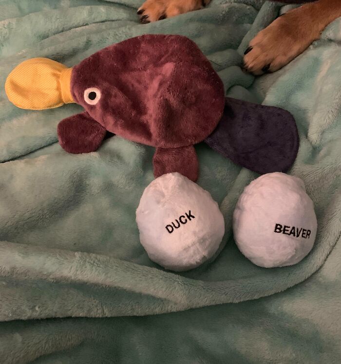 Platypus Dog Toy Secrets Revealed!