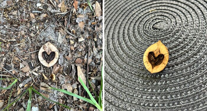 Split Nut With A Perfect Heart Inside—Nature’s Love Note