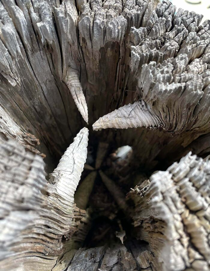 Looked Inside Hollow Tree Bark & Found These Weird Pointy Things
