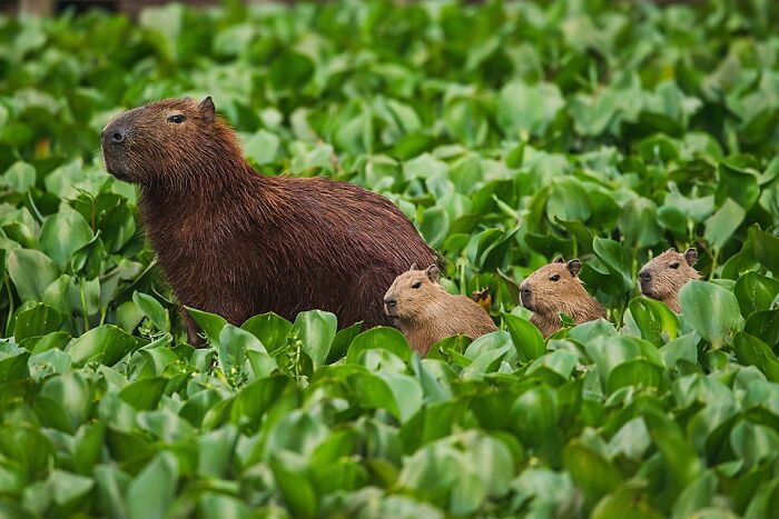 Capybaras Just Being Cool