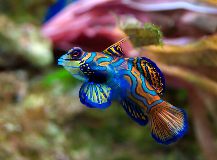 Mandarinfish Showin’ Off Its Rainbow Style