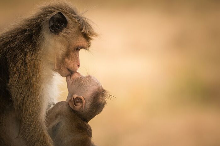 Mama Monkey And Baby Cuteness Overload