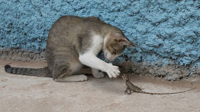 Cat's New Friend: The Lizard