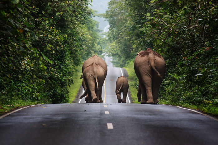 Elephants On A Road Trip