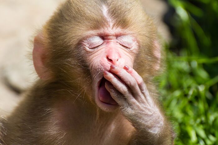 Yawning Baby Monkey – Too Cute To Handle