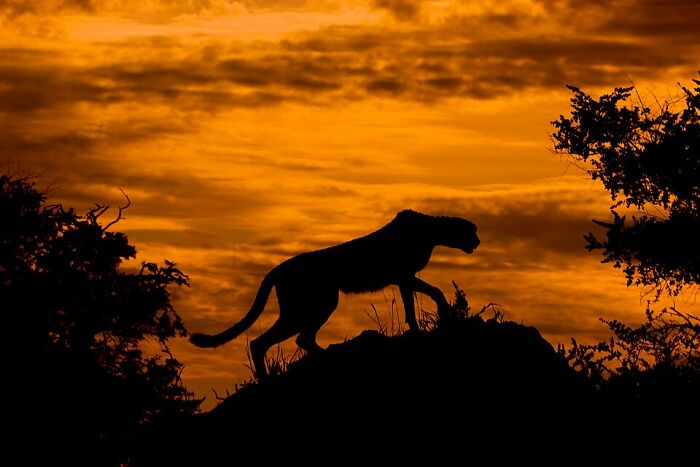 Cheetah Chasing The Sunset