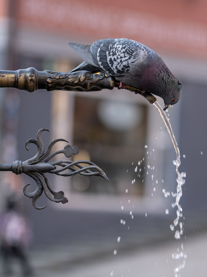 Pigeon Taking A Refreshing Sip