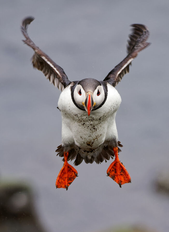 Atlantic Puffin’s Happy Dance