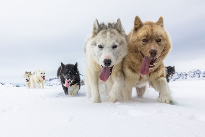 Huskies Ready To Race