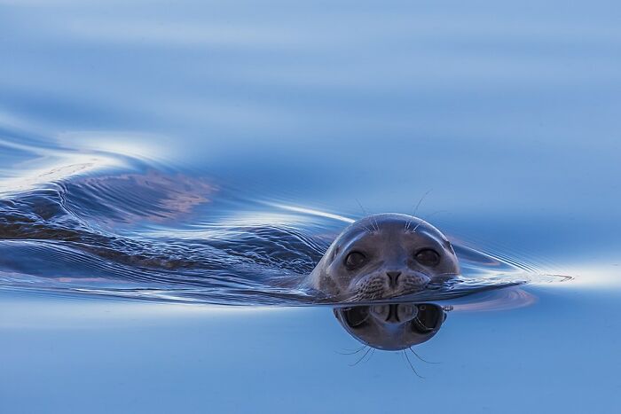 Ringed Seal’s Dreamy Look