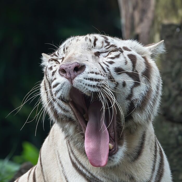 Close-Up With A White Tiger