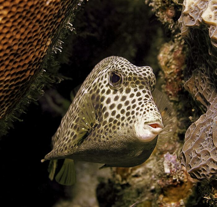 Spotted Trunkfish Showing Off