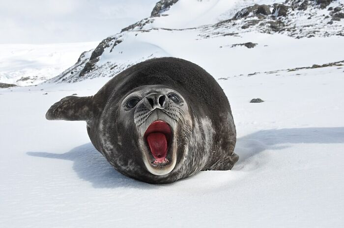 Elephant Seal With Big Personality