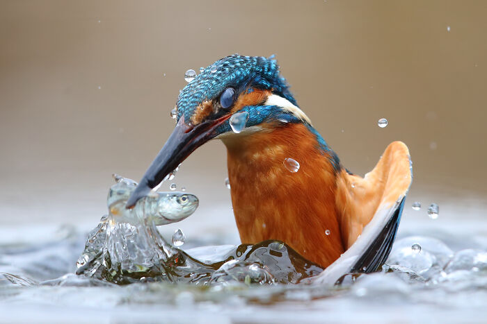 Kingfisher Pausing For The Perfect Shot