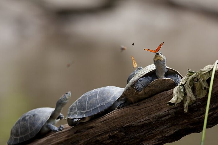 Butterfly Getting A Tear-Snack From A Turtle