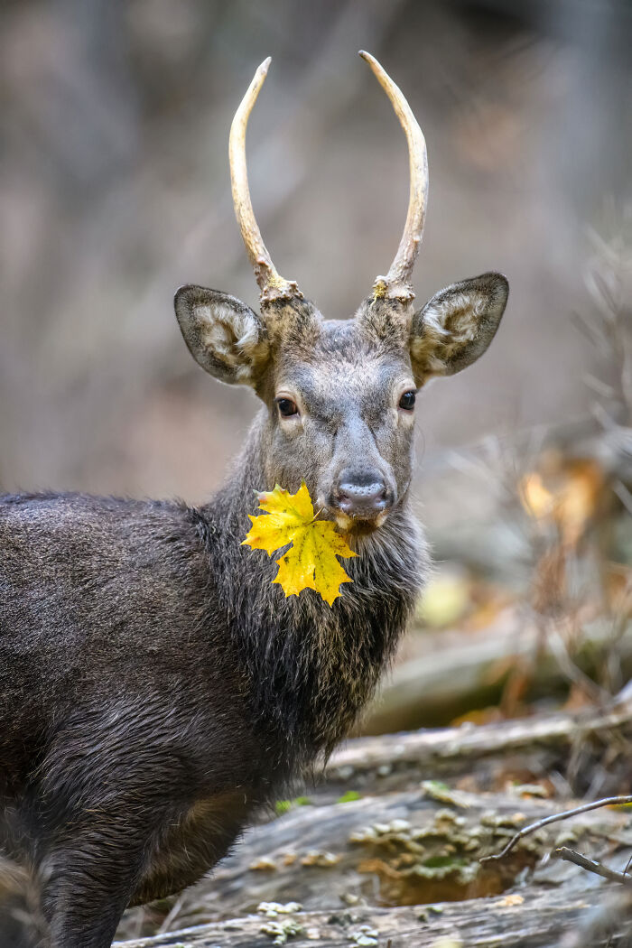 Majestic Deer With Antlers For Days