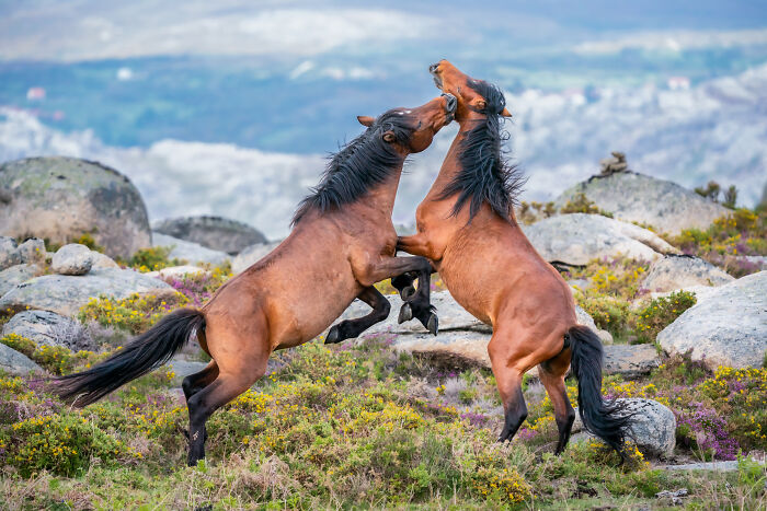 Wild Horses Having A Turf War