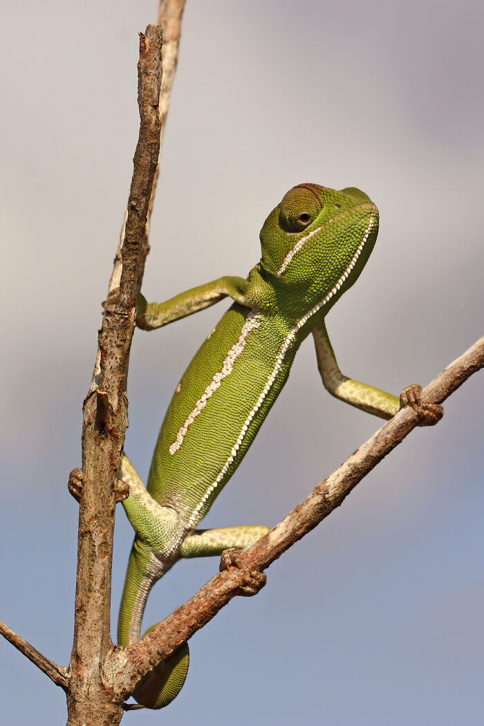 Flap-Necked Chameleon Flaunting Its Colors