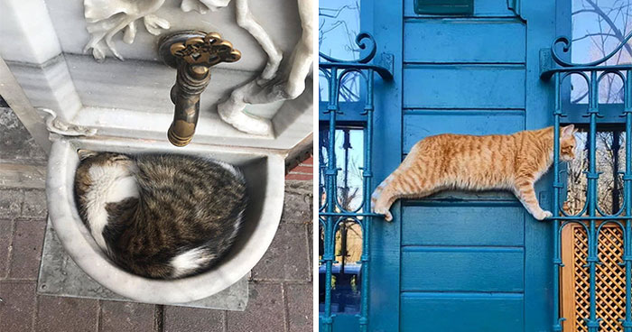 Meet Istanbul’s Coolest Street Cats Just Chilling and Living Their Best Lives