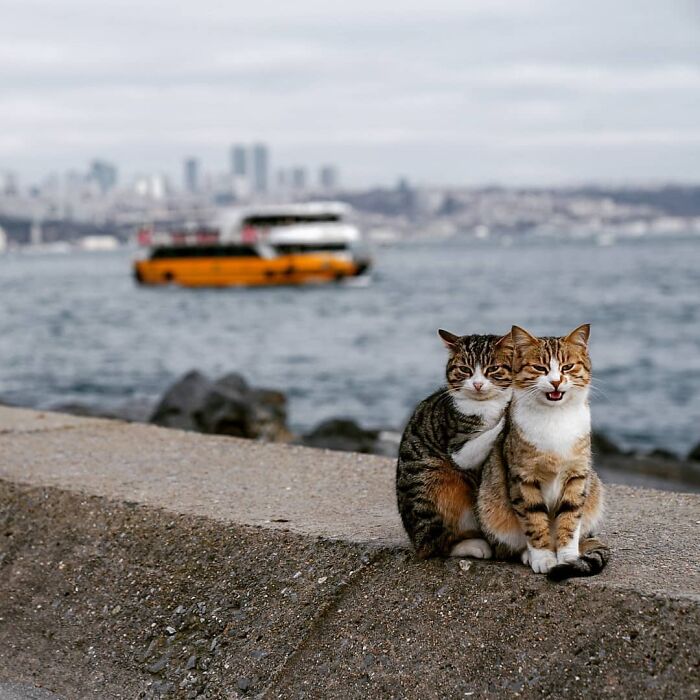 Meet Istanbul's Coolest Street Cats Just Chilling and Living Their Best Lives