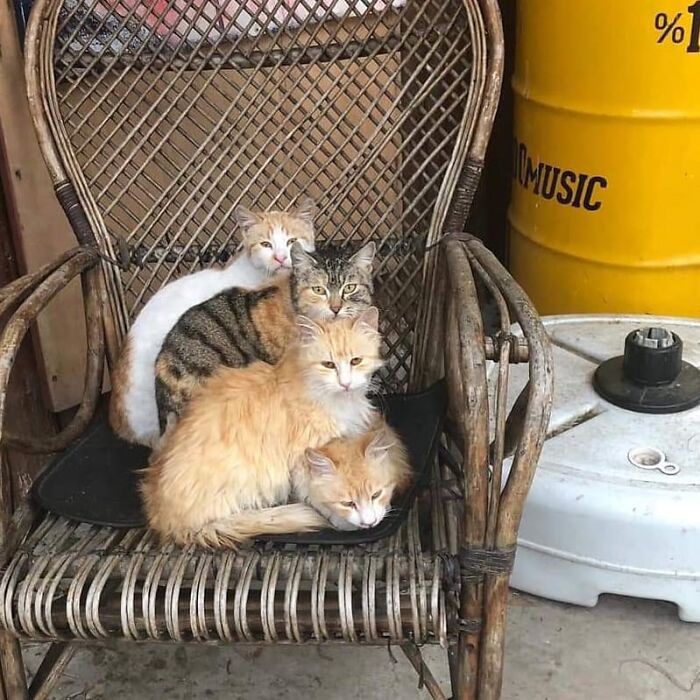 Meet Istanbul's Coolest Street Cats Just Chilling and Living Their Best Lives
