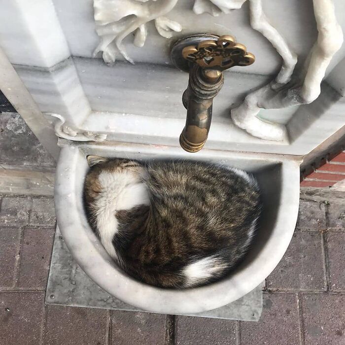 Meet Istanbul's Coolest Street Cats Just Chilling and Living Their Best Lives