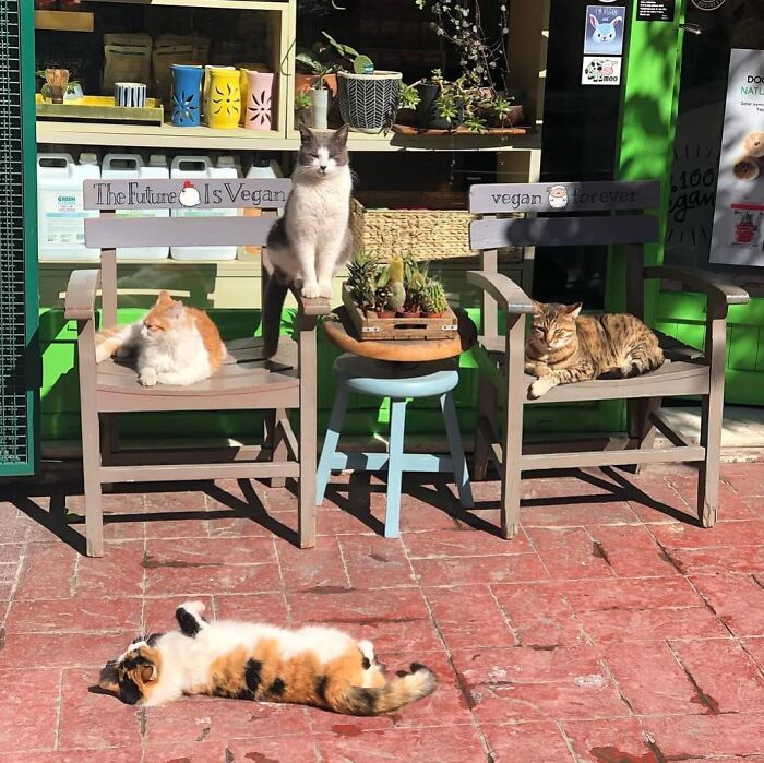 Meet Istanbul's Coolest Street Cats Just Chilling and Living Their Best Lives