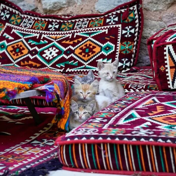 Meet Istanbul's Coolest Street Cats Just Chilling and Living Their Best Lives