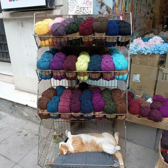 Meet Istanbul's Coolest Street Cats Just Chilling and Living Their Best Lives