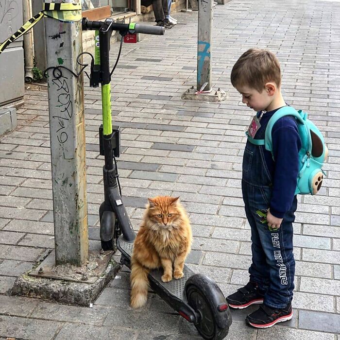 Meet Istanbul's Coolest Street Cats Just Chilling and Living Their Best Lives