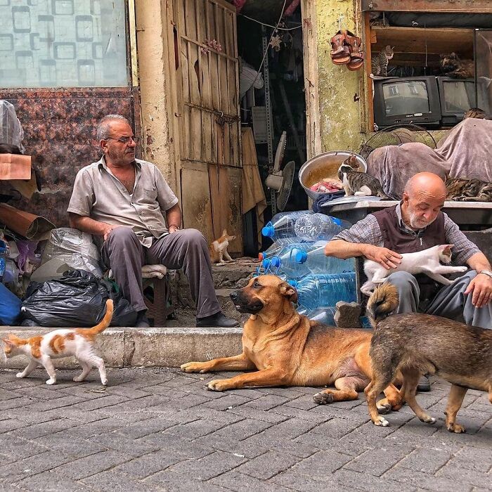Meet Istanbul's Coolest Street Cats Just Chilling and Living Their Best Lives
