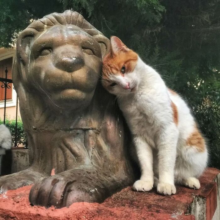 Meet Istanbul's Coolest Street Cats Just Chilling and Living Their Best Lives