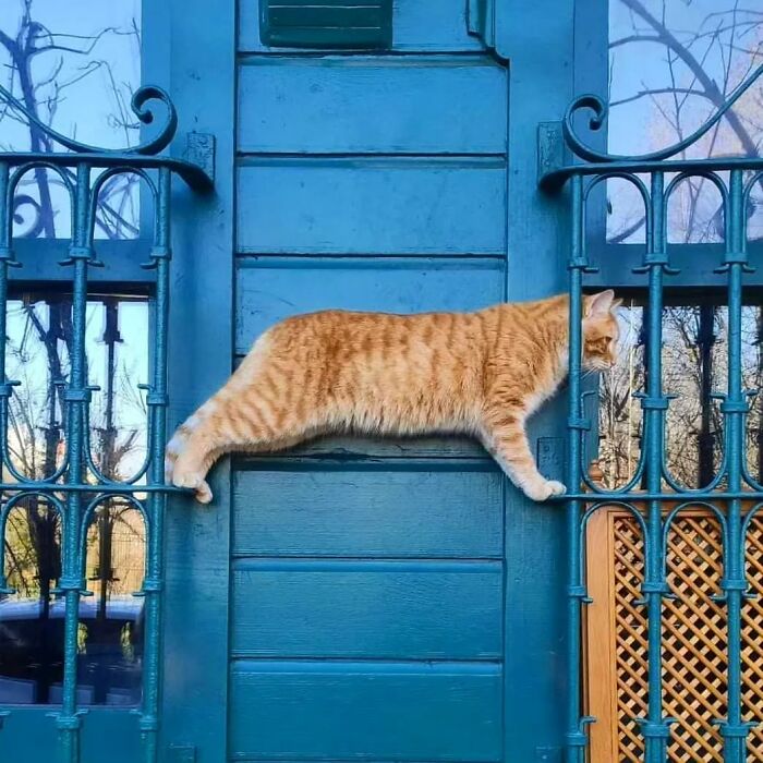 Meet Istanbul's Coolest Street Cats Just Chilling and Living Their Best Lives