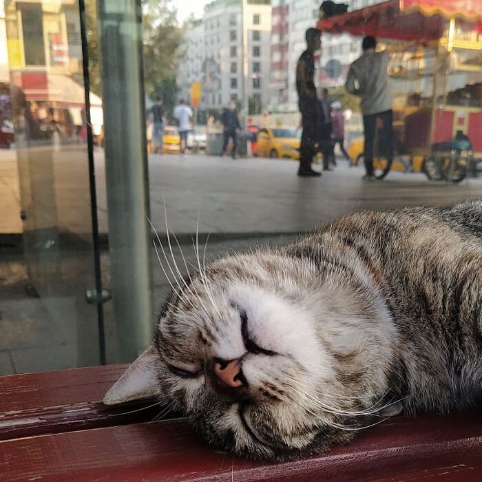 Meet Istanbul's Coolest Street Cats Just Chilling and Living Their Best Lives