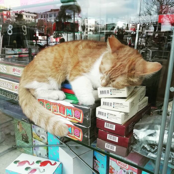 Meet Istanbul's Coolest Street Cats Just Chilling and Living Their Best Lives