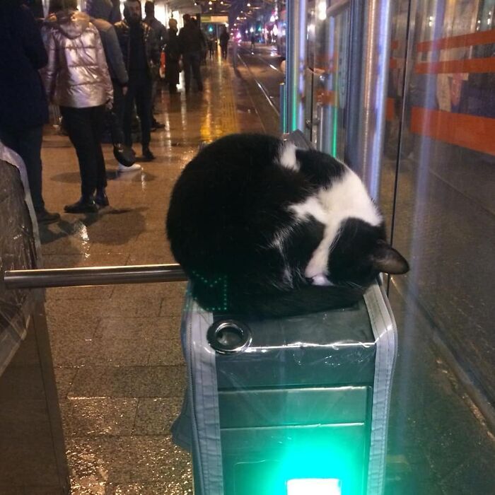 Meet Istanbul's Coolest Street Cats Just Chilling and Living Their Best Lives