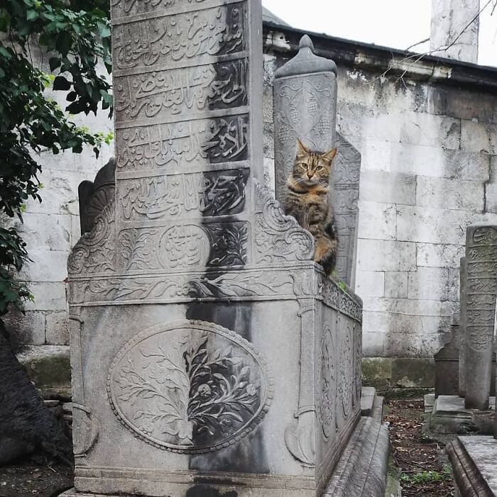 Meet Istanbul's Coolest Street Cats Just Chilling and Living Their Best Lives