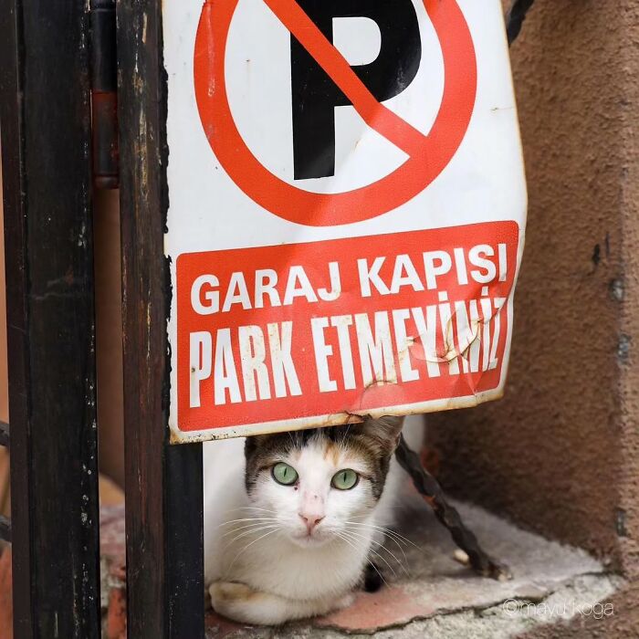 Meet Istanbul's Coolest Street Cats Just Chilling and Living Their Best Lives