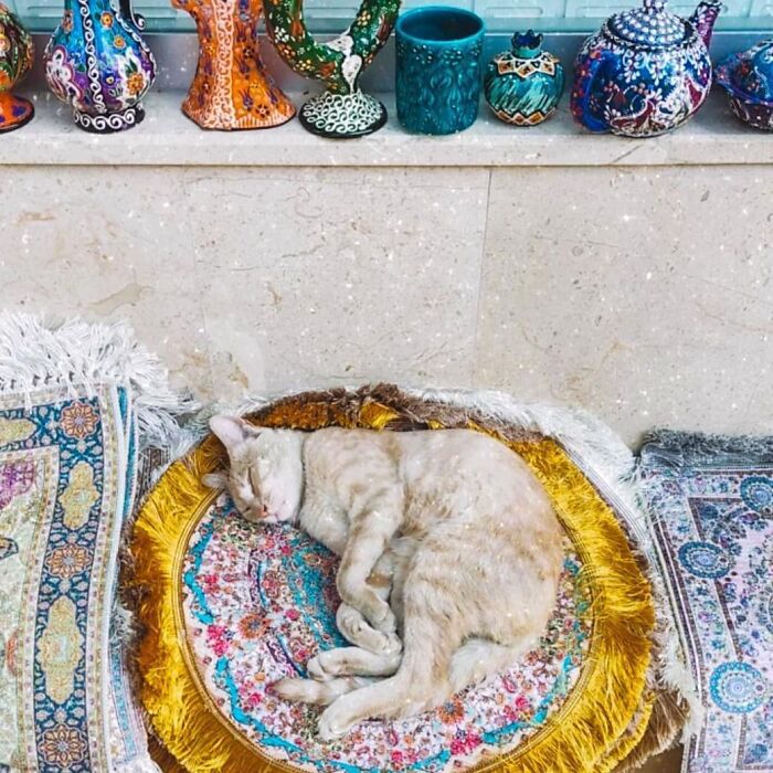 Meet Istanbul's Coolest Street Cats Just Chilling and Living Their Best Lives