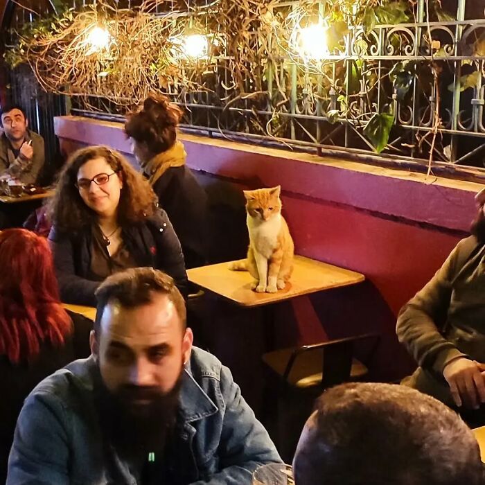 Meet Istanbul's Coolest Street Cats Just Chilling and Living Their Best Lives