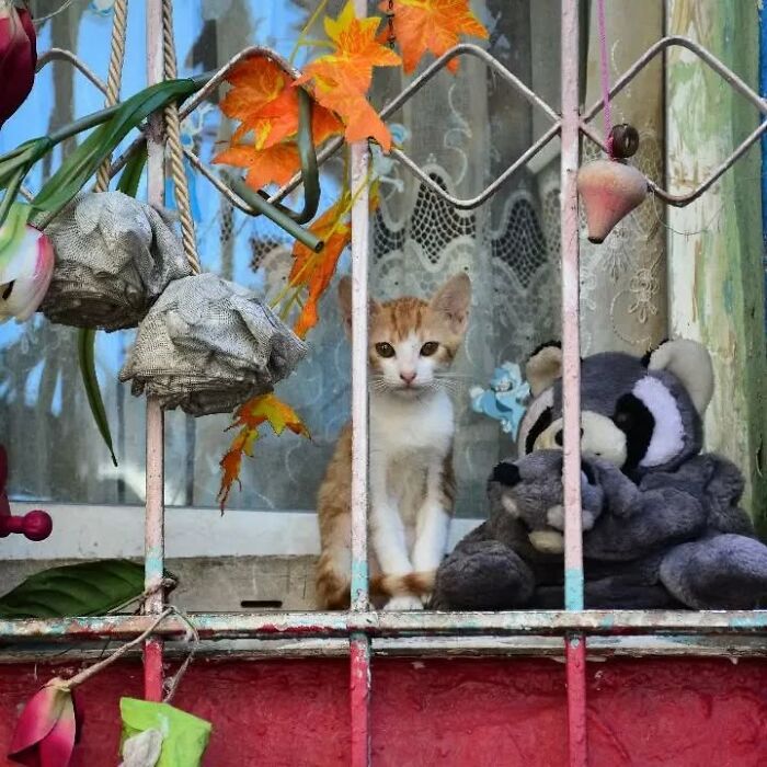 Meet Istanbul's Coolest Street Cats Just Chilling and Living Their Best Lives