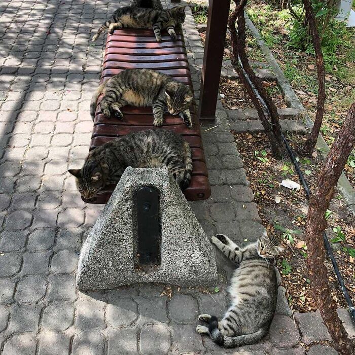 Meet Istanbul's Coolest Street Cats Just Chilling and Living Their Best Lives