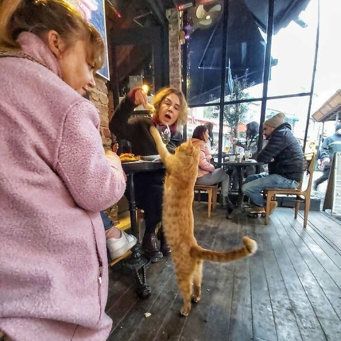Meet Istanbul's Coolest Street Cats Just Chilling and Living Their Best Lives