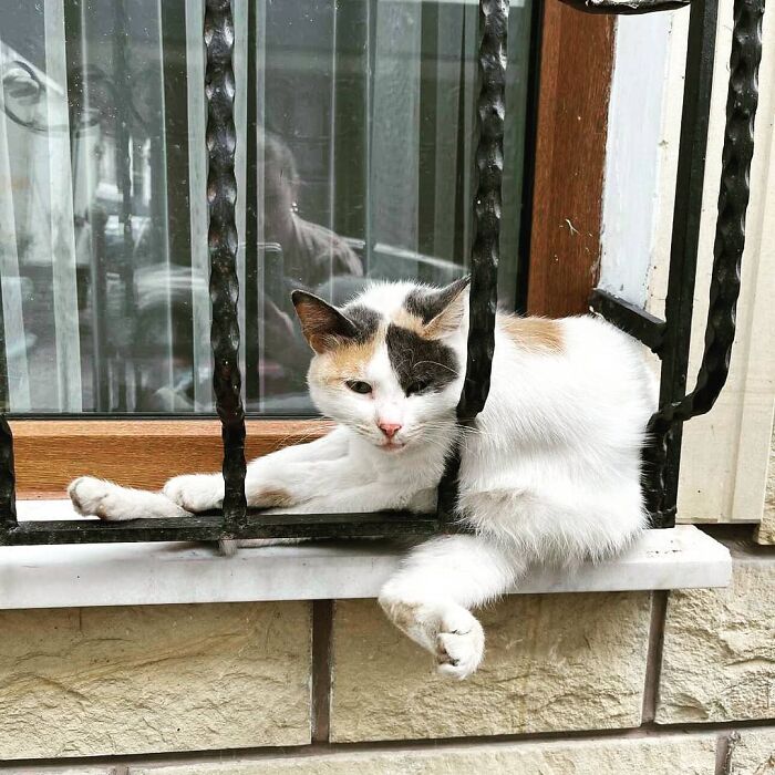 Meet Istanbul's Coolest Street Cats Just Chilling and Living Their Best Lives